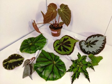 Заказ Грачёва 12092021